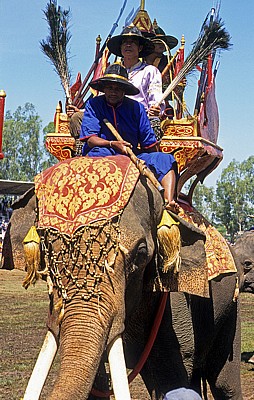 Elephant Round-up: Elefant und Mahout in Ausrüstung - Surin