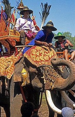 Elephant Round-up: Elefant und Mahout in Ausrüstung - Surin