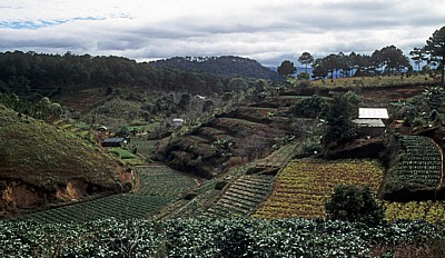 Terrassenfelder - Da Lat