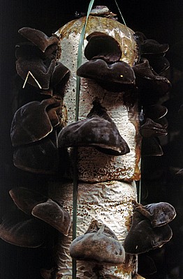 Pilzzucht Magic Mushrooms - Da Lat