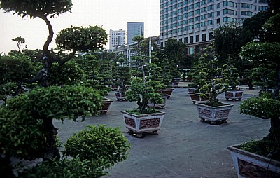 Bonsai - Saigon