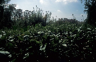 Rung Tram-Wald - Mekong-Delta
