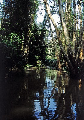 Rung Tram-Wald - Mekong-Delta