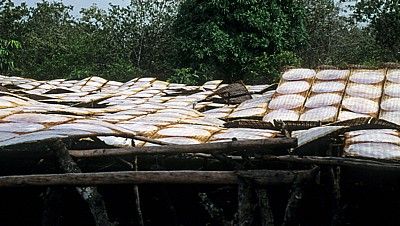 Trocknen von Reispapier - Can Tho