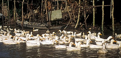 Enten - Mekong-Delta