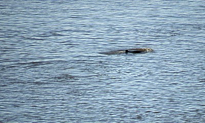 Irrawaddy-Delphin (Orcaella brevirostris) - Kratie