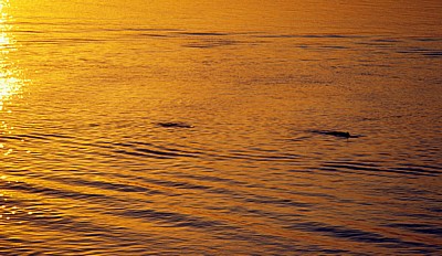 Irrawaddy-Delphine (Orcaella brevirostris) im Sonnenuntergang - Kratie
