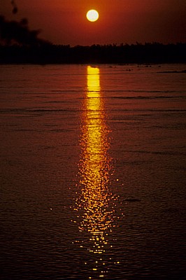 Irrawaddy-Delphin (Orcaella brevirostris) im Sonnenuntergang - Kratie