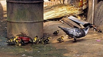 Ente mit Küken - Ban Sang Hay