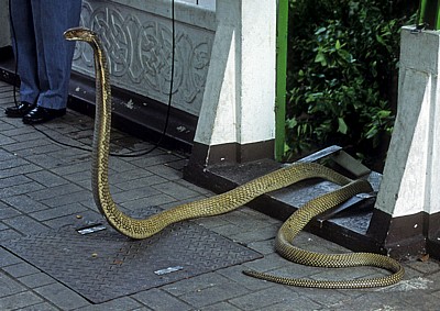 Schlangenfarm (Queen Saowapha Memorial Institute): Königskobra (Ophiophagus hannah) - Bangkok