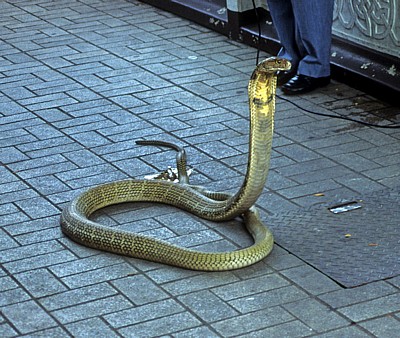 Schlangenfarm (Queen Saowapha Memorial Institute): Königskobra (Ophiophagus hannah) - Bangkok
