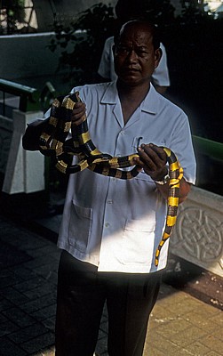 Schlangenfarm (Queen Saowapha Memorial Institute): Gebänderter Krait (Bungarus fasciatus) - Bangkok