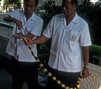Schlangenfarm (Queen Saowapha Memorial Institute): Fütterung einer Gebänderten Krait (Bungarus fasciatus) - Bangkok