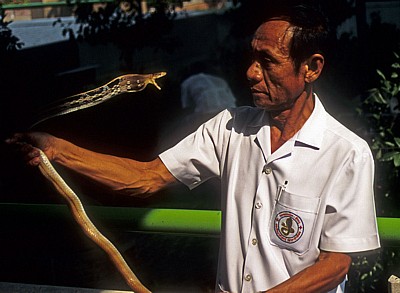 Schlangenfarm (Queen Saowapha Memorial Institute): Schlange - Bangkok