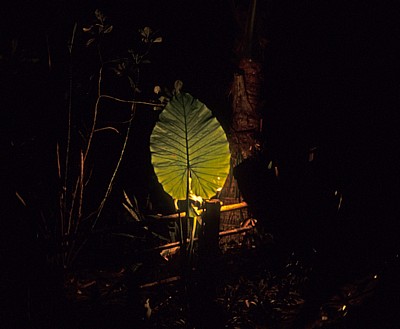 Mai's Quite Zone: Beleuchtetes Blatt - Khao Lak