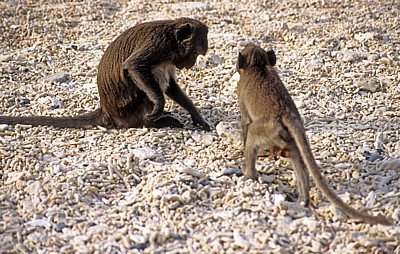 Monkey Island - Halong Bay