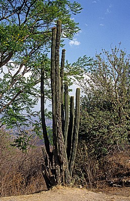 Kaktus - Monte Albán