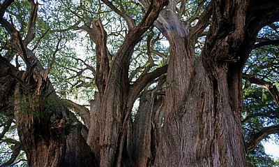 Árbol de Tule (Taxodium mucronatum) - Santa Maria del Tule