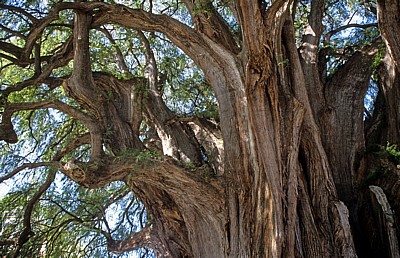 Árbol de Tule (Taxodium mucronatum) - Santa Maria del Tule
