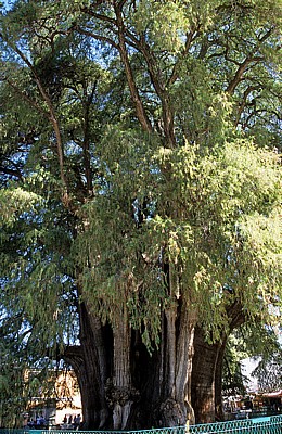 Árbol de Tule (Taxodium mucronatum) - Santa Maria del Tule