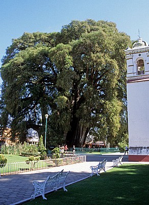 Árbol de Tule (Taxodium mucronatum) - Santa Maria del Tule