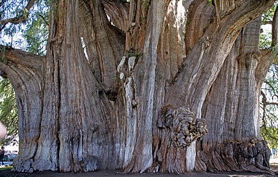 Árbol de Tule (Taxodium mucronatum) - Santa Maria del Tule