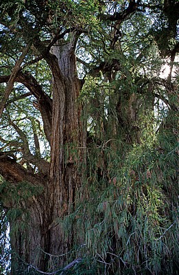 Árbol de Tule (Taxodium mucronatum) - Santa Maria del Tule
