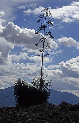 Blühende Aloe - Mitla