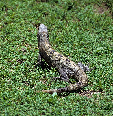 Grüner Leguan (Iguana-Iguana) - Tulum