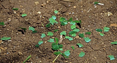 Blattschneideameise - Chichén Itzá