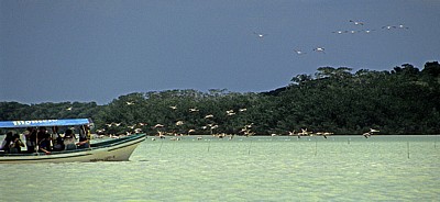 Ein Boot nähert sich den Flamingos (Phoenicopterus ruber) - Reserva de la Biósfera Ría Celestún