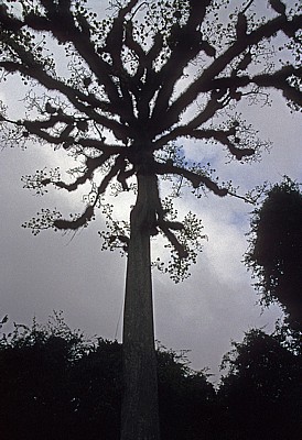 Kapokbaum (Ceiba pentandra) - Tikal