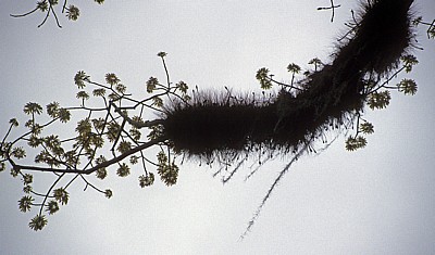 Ast eines Kapokbaum (Ceiba pentandra) - Tikal