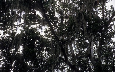 Spanisches Moos (Tillandsia usneoides): Epiphytische Tillandsien - Tikal