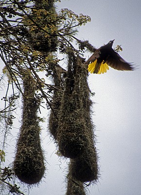 Montezuma-Goldschwanz (Psarocolius Montezuma) - Tikal