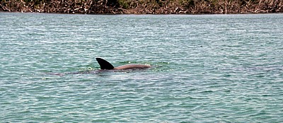 Delphin - Belize Barrier Reef