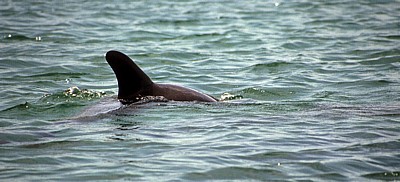 Delphin - Belize Barrier Reef