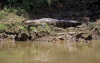 Beulenkrokodil (Crocodylus moreleti) mit Schmetterlingen - Rio Usumacinta