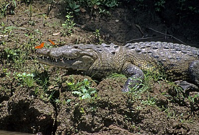 Beulenkrokodil (Crocodylus moreleti) mit Schmetterlingen - Rio Usumacinta