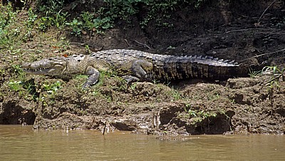 Beulenkrokodil (Crocodylus moreleti) mit Schmetterlingen - Rio Usumacinta