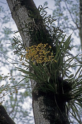 Epiphyten - Bonampak