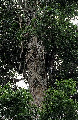 Baum mit Würgefeige - Bonampak