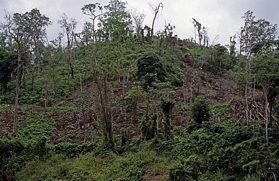 Rodung - Rio Usumacinta