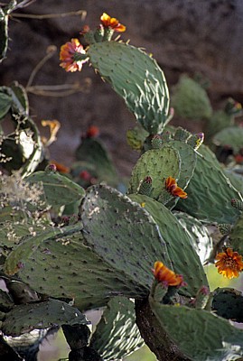 Feigenkaktus (Opuntia ficus-indica) mit Blüten - Monte Albán