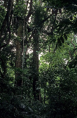 Dschungel - Palenque