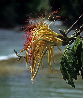 Reserva Biósfera Cascadas Agua Azul: Blüte - Agua Azul
