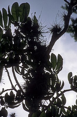 Reserva Biósfera Cascadas Agua Azul: Tillandsien - Agua Azul