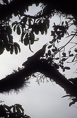 Reserva Biósfera Cascadas Agua Azul: Vogel zwischen Tillandsien - Agua Azul