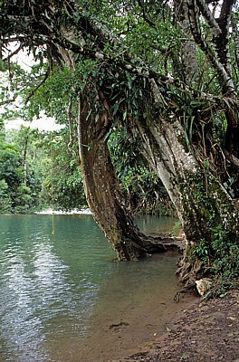 Reserva Biósfera Cascadas Agua Azul: Baum am Rio Yax - Agua Azul