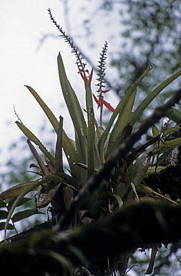 Reserva Biósfera Cascadas Agua Azul: Epiphythen - Agua Azul
